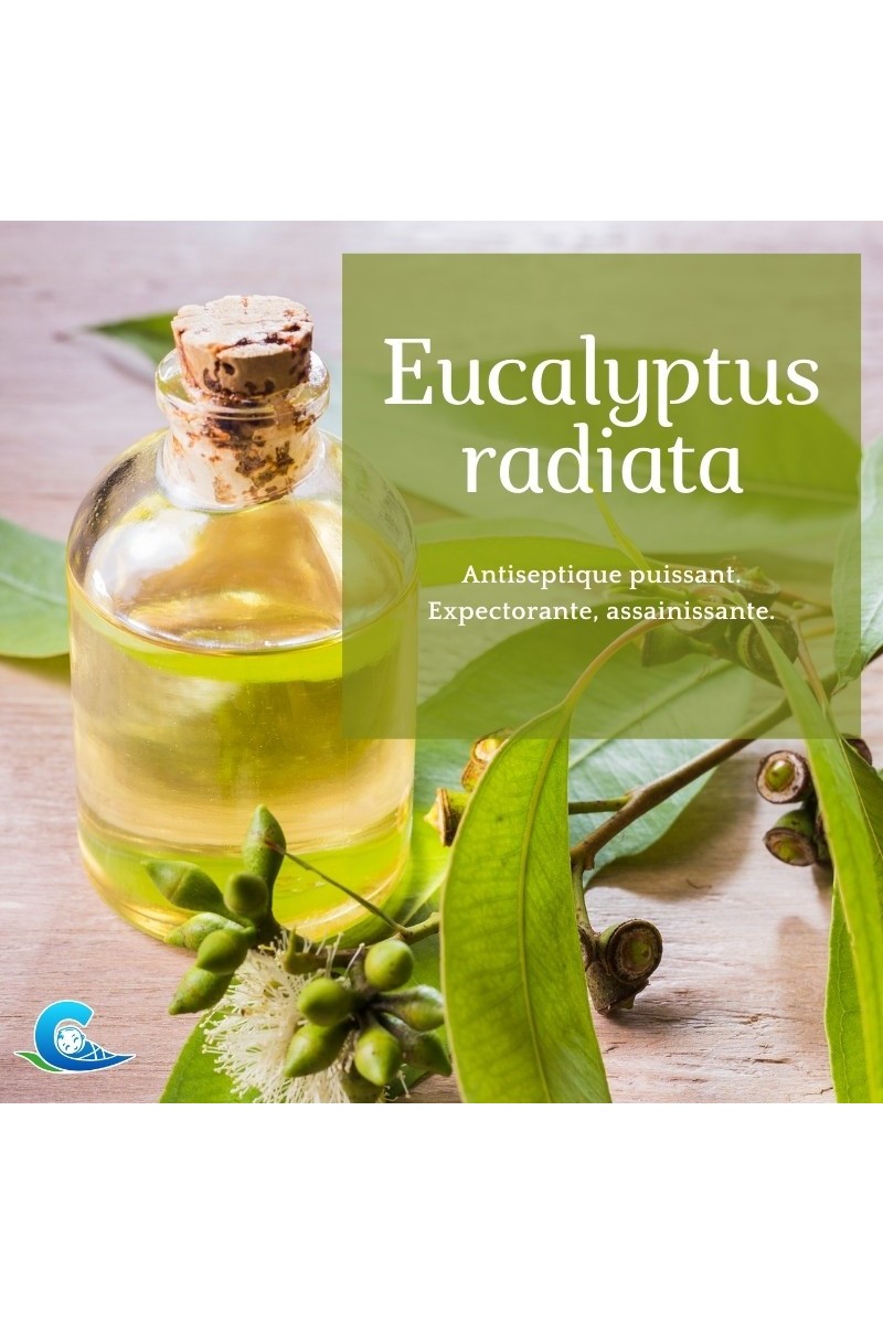 Huile Essentielle Bio d'Eucalyptus radiata, Propriétés de l'Huile